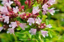 Origanum vulgare 'Compactum'