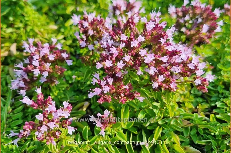 Origanum vulgare 'Compactum'