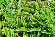 Origanum vulgare 'Compactum'