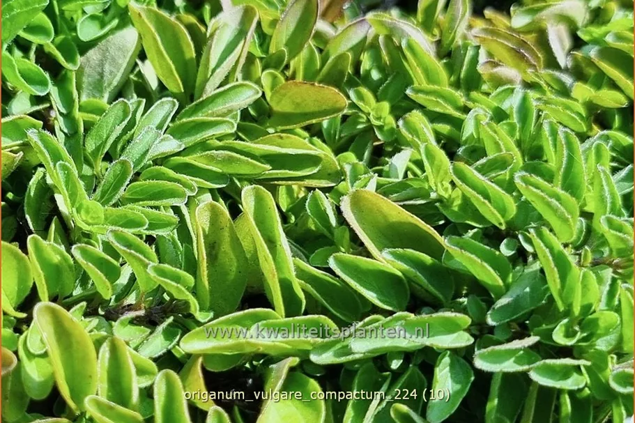 Origanum vulgare 'Compactum'