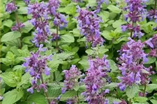 Nepeta racemosa 'Odeur Citron'