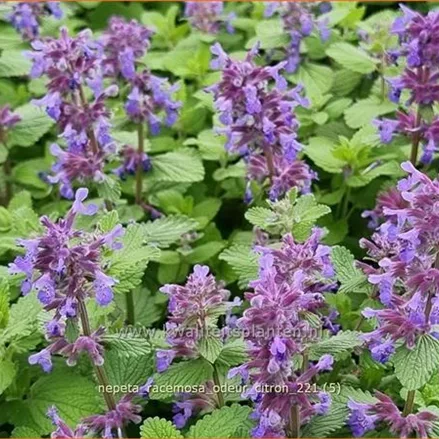 Nepeta racemosa 'Odeur Citron'