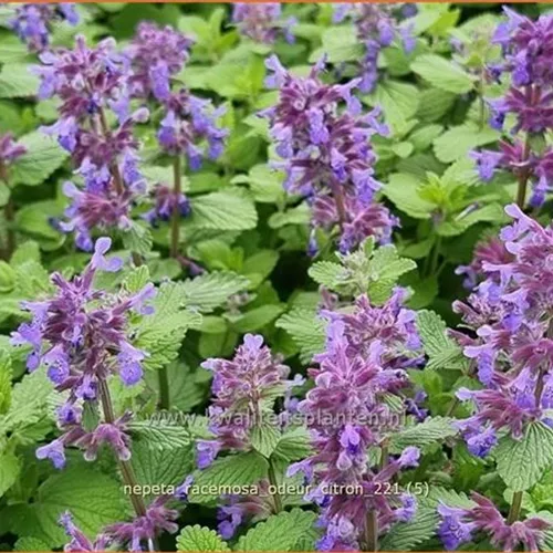 Nepeta racemosa 'Odeur Citron'