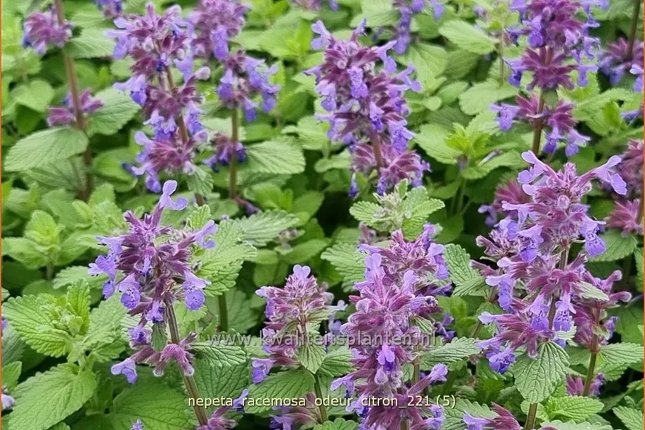 Nepeta racemosa 'Odeur Citron'