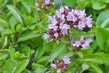 Origanum vulgare 'Compactum'