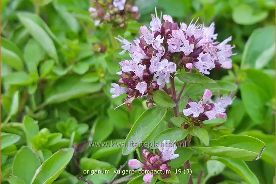 Origanum vulgare 'Compactum'