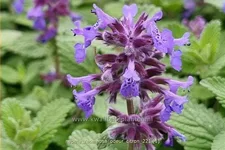 Nepeta racemosa 'Odeur Citron'