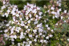 Origanum vulgare 'Compactum'