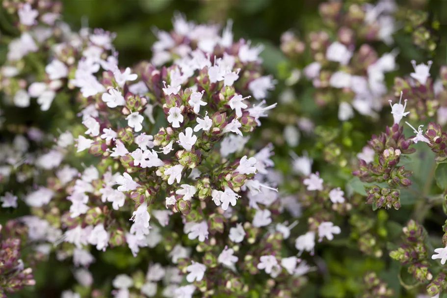 Origanum vulgare 'Compactum'