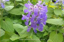 Nepeta racemosa 'Odeur Citron'