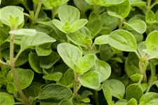 Origanum vulgare 'Compactum'