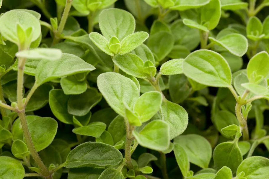 Origanum vulgare 'Compactum'
