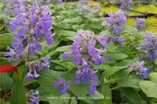 Nepeta racemosa 'Odeur Citron'