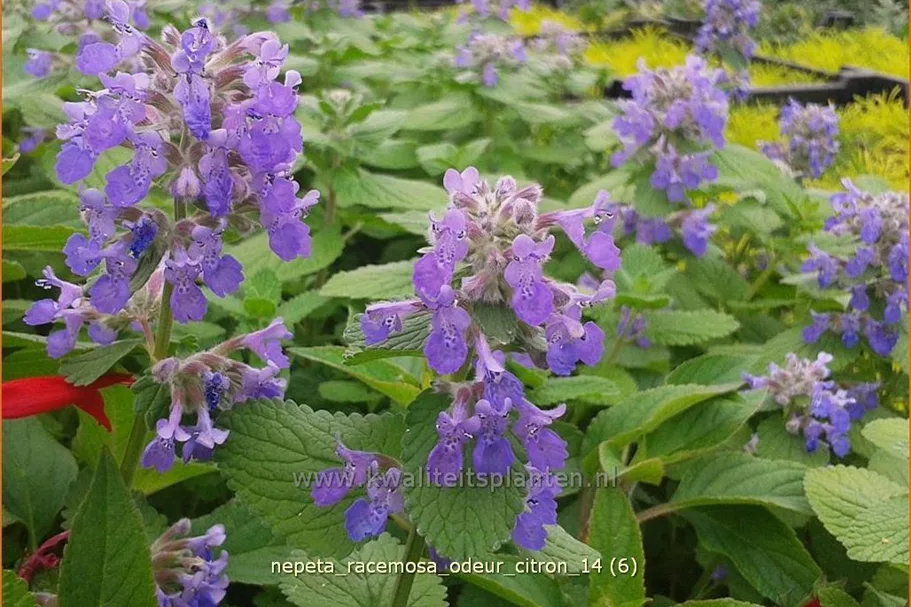 Nepeta racemosa 'Odeur Citron'