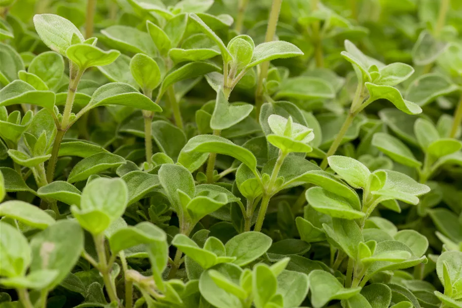 Origanum vulgare 'Compactum'