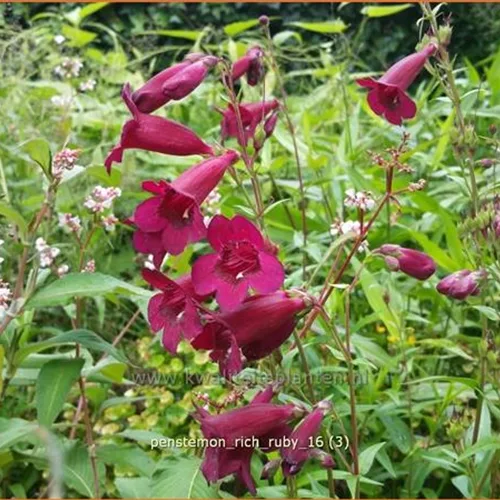 Penstemon 'Rich Ruby'