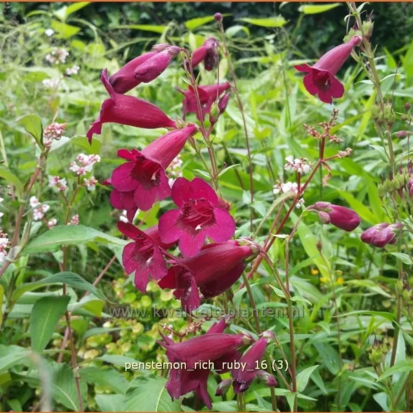 Penstemon 'Rich Ruby'
