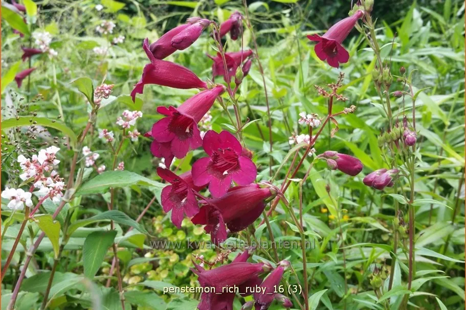 Penstemon 'Rich Ruby'