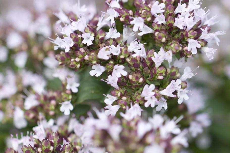 Origanum vulgare 'Compactum'