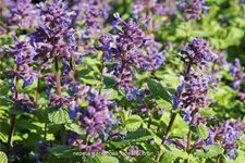 Nepeta racemosa 'Odeur Citron'