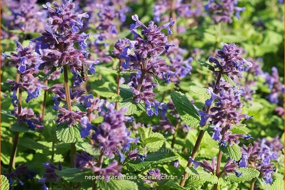 Nepeta racemosa 'Odeur Citron'