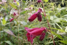 Penstemon 'Rich Ruby'