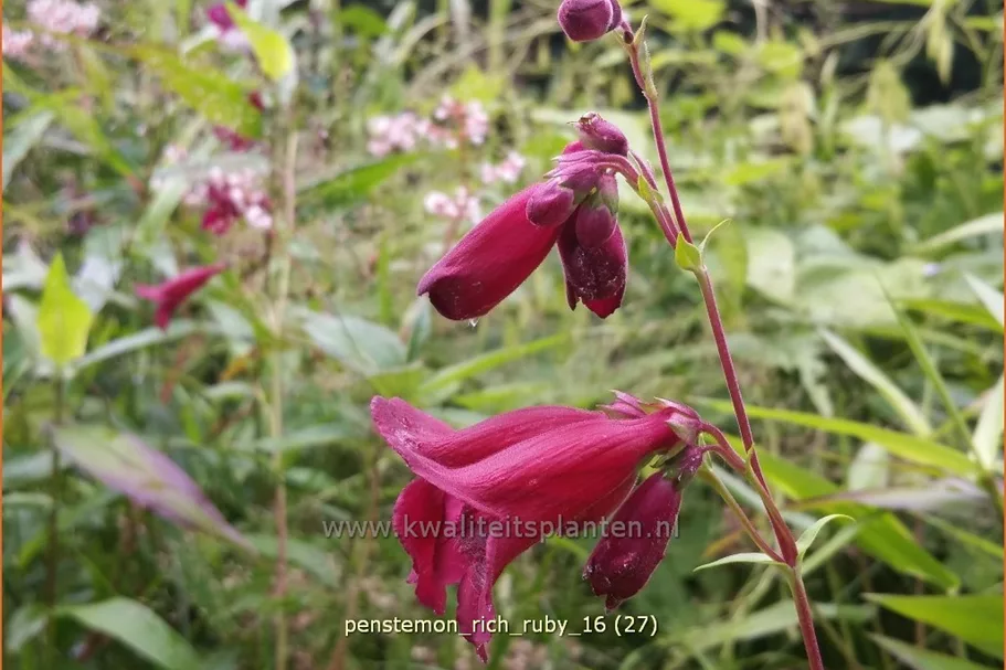 Penstemon 'Rich Ruby'