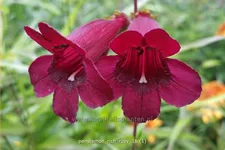 Penstemon 'Rich Ruby'