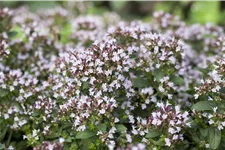 Origanum vulgare 'Compactum'