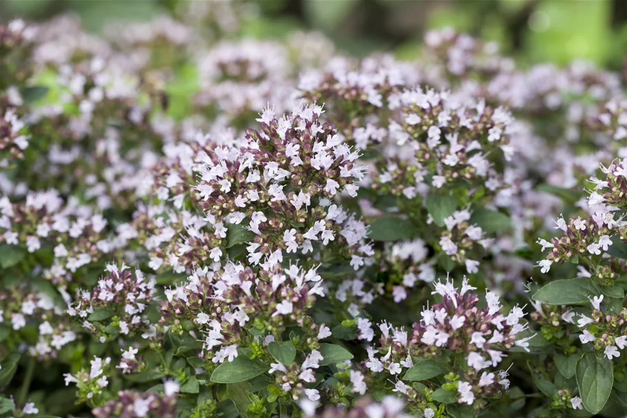 Origanum vulgare 'Compactum'