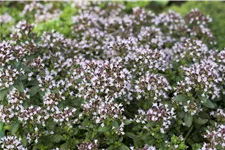 Origanum vulgare 'Compactum'