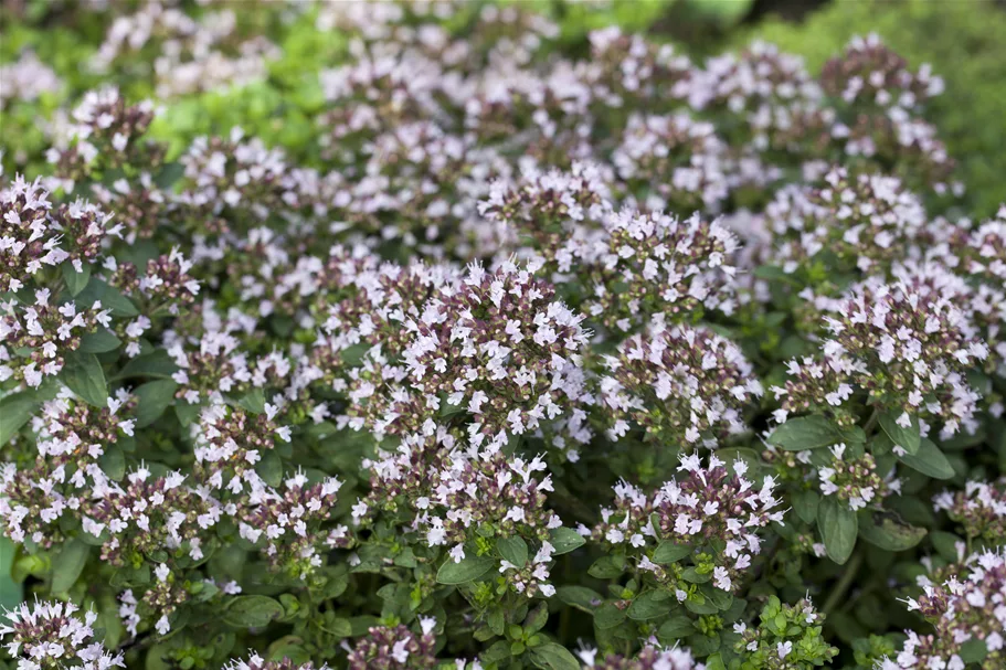 Origanum vulgare 'Compactum'