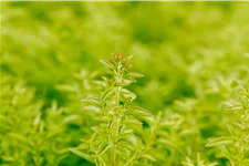 Origanum vulgare 'Compactum'