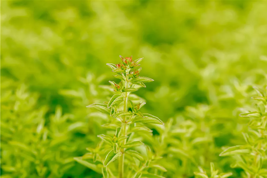 Origanum vulgare 'Compactum'