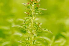 Origanum vulgare 'Compactum'