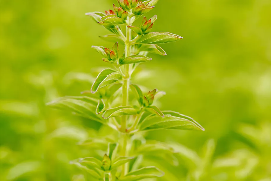 Origanum vulgare 'Compactum'