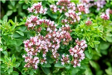 Origanum vulgare 'Compactum'