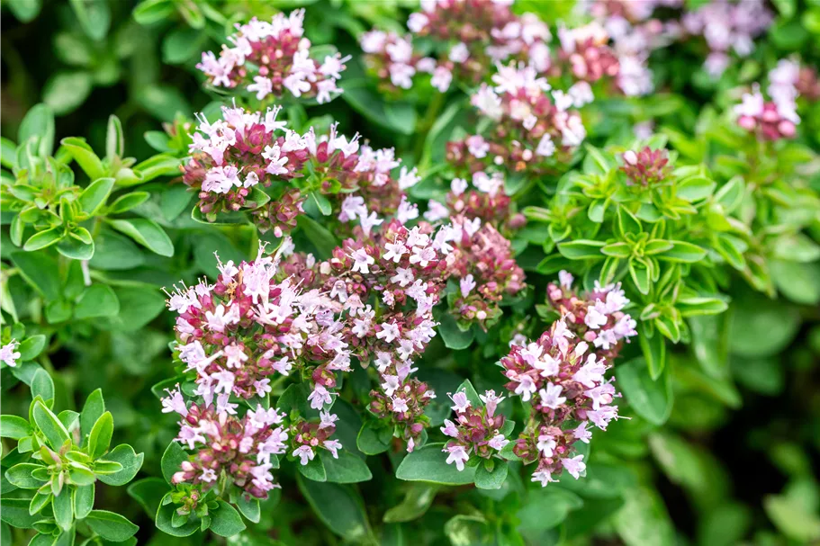 Origanum vulgare 'Compactum'