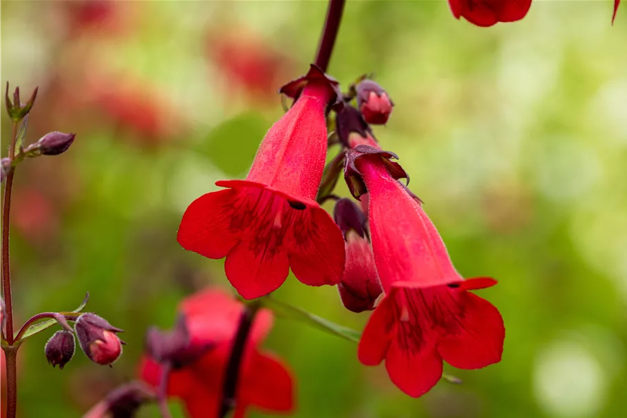 Penstemon hartwegii 'Schoenholzeri'