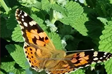 Nepeta racemosa 'Snowflake'