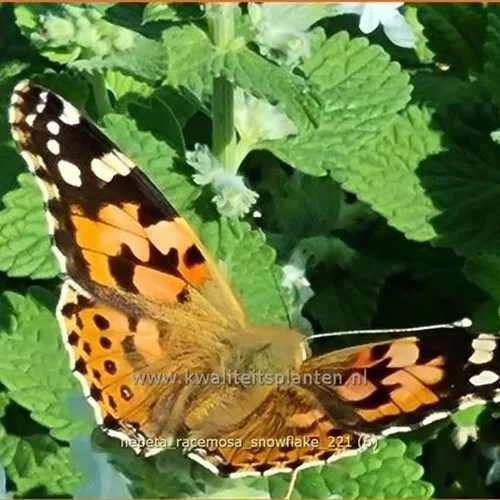 Nepeta racemosa 'Snowflake'