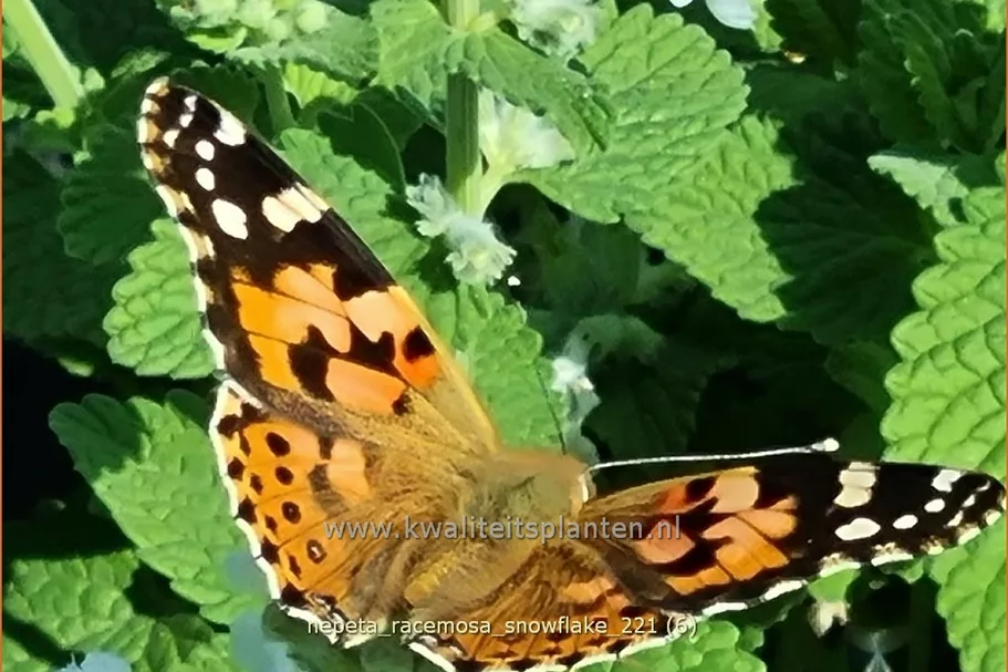 Nepeta racemosa 'Snowflake'