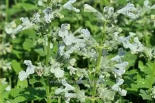 Nepeta racemosa 'Snowflake'