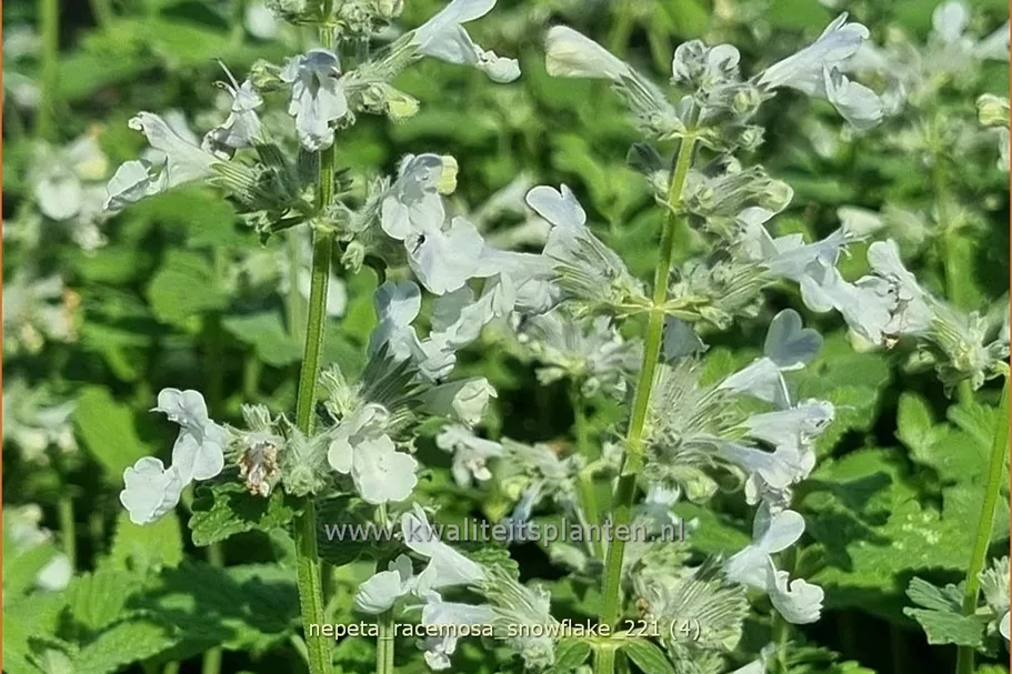Nepeta racemosa 'Snowflake'