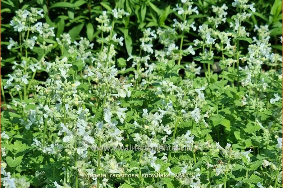 Nepeta racemosa 'Snowflake'
