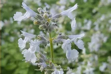 Nepeta racemosa 'Snowflake'