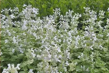 Nepeta racemosa 'Snowflake'