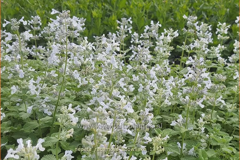Nepeta racemosa 'Snowflake'
