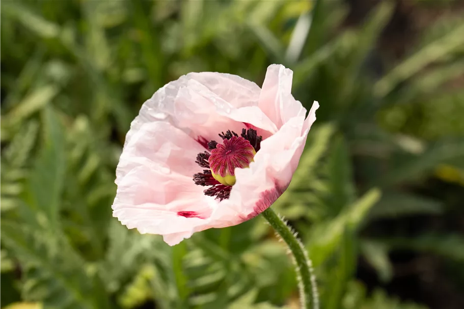 Papaver orientale 'Royal Wedding'
