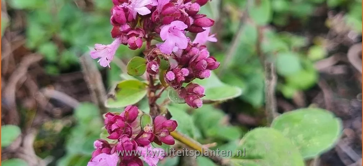 Origanum vulgare 'Marchants Seedling'